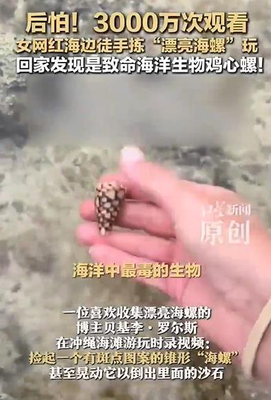 女网红海边徒手捡起致命鸡心螺 回家搜索后发现是致命鸡心螺，当事人十分后怕！ (https://www.olegood.com/) 热点 第1张