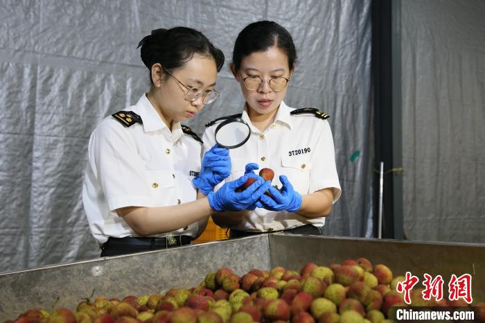 福建本土荔枝出口季正式开启 (https://www.olegood.com/) 生肖解读 第1张